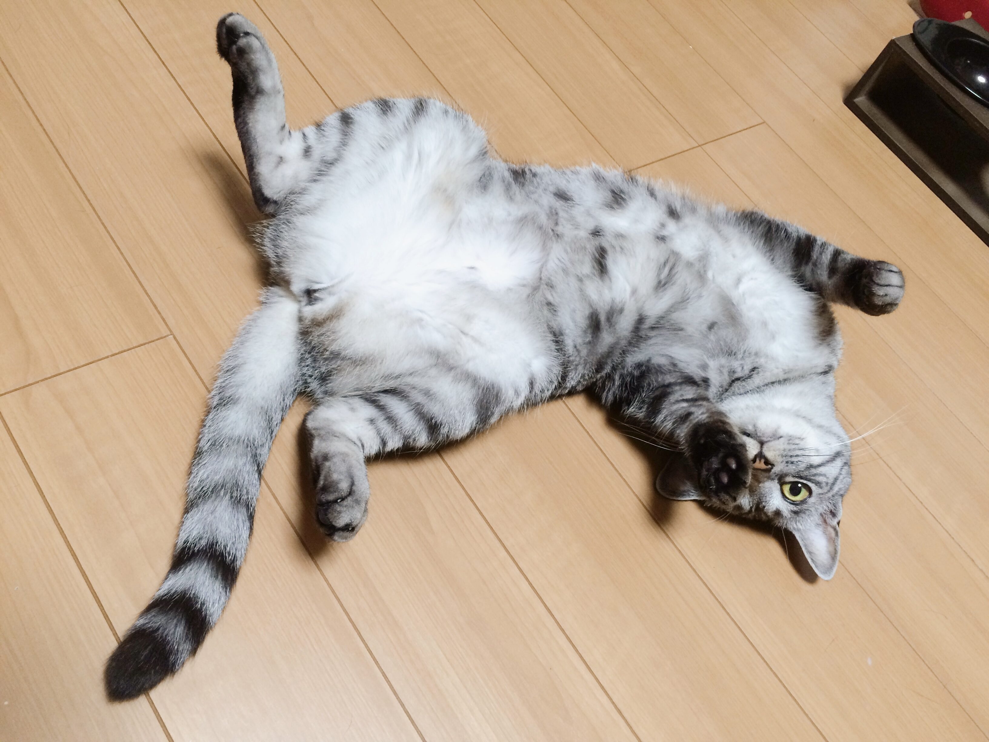 ペットロス。無理に日常に戻らなくて大丈夫